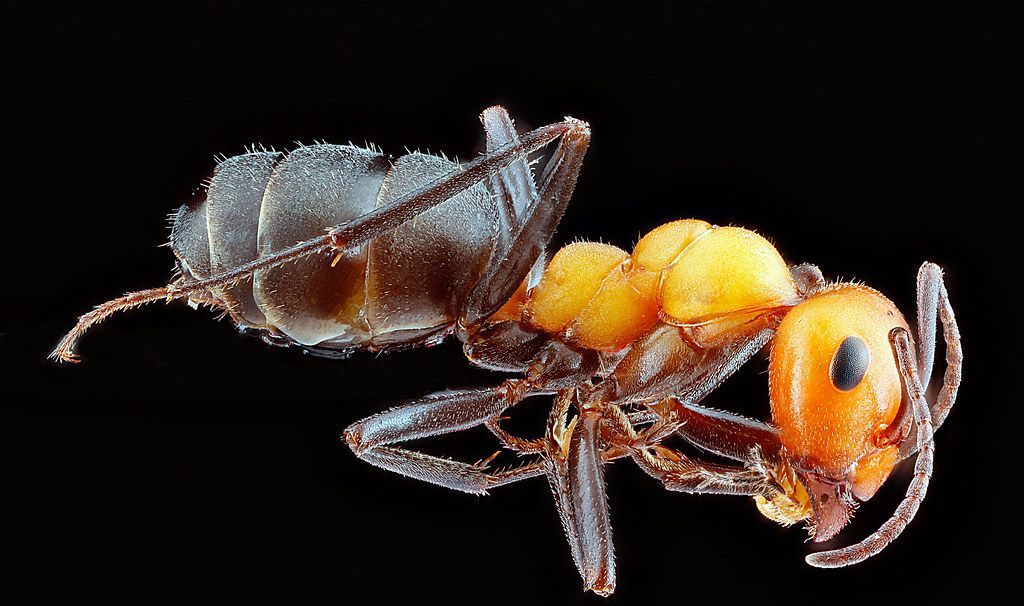Ant Control service in East Providence, RI
