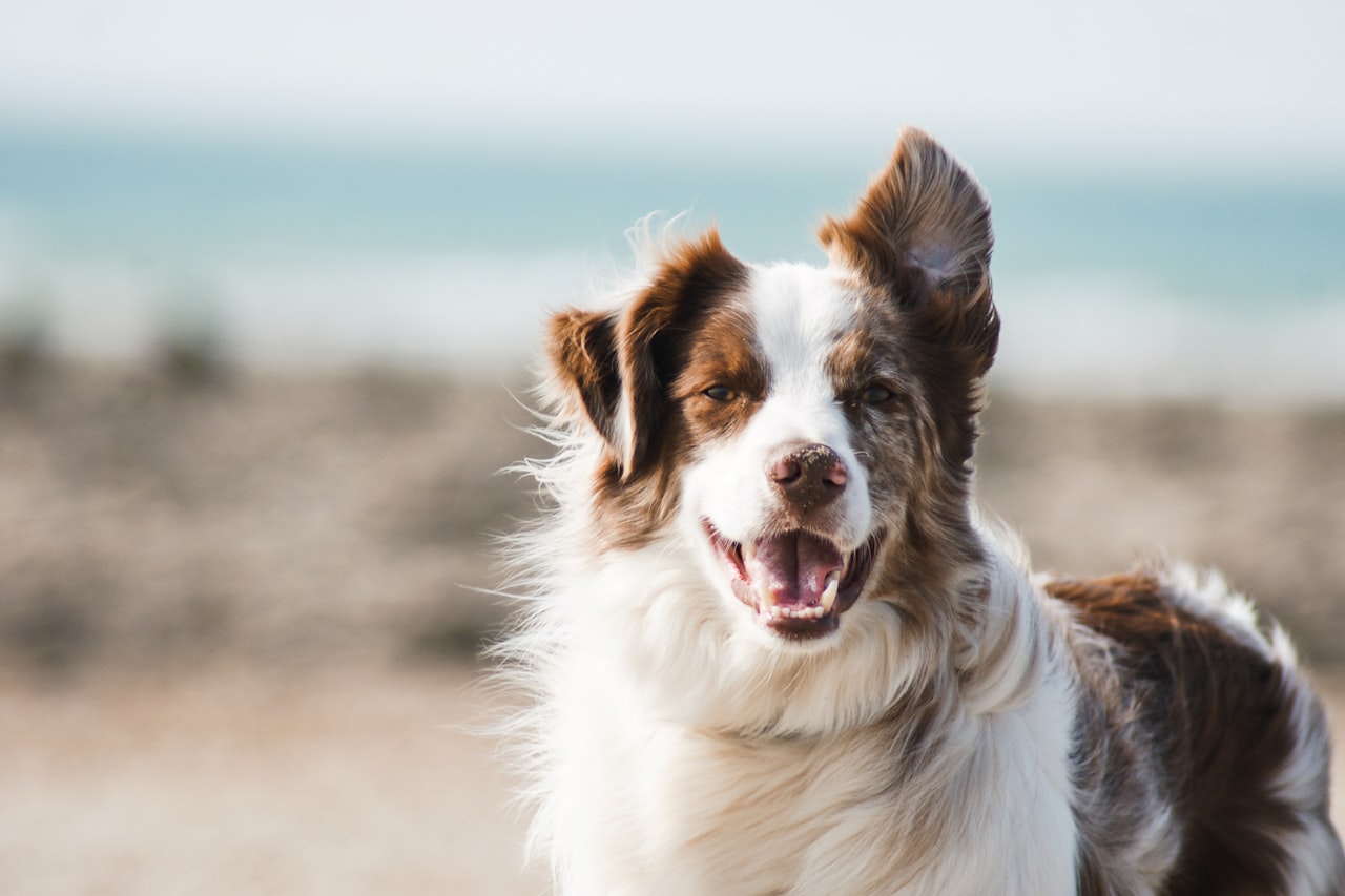 Flea & Tick Control service in East Providence, RI