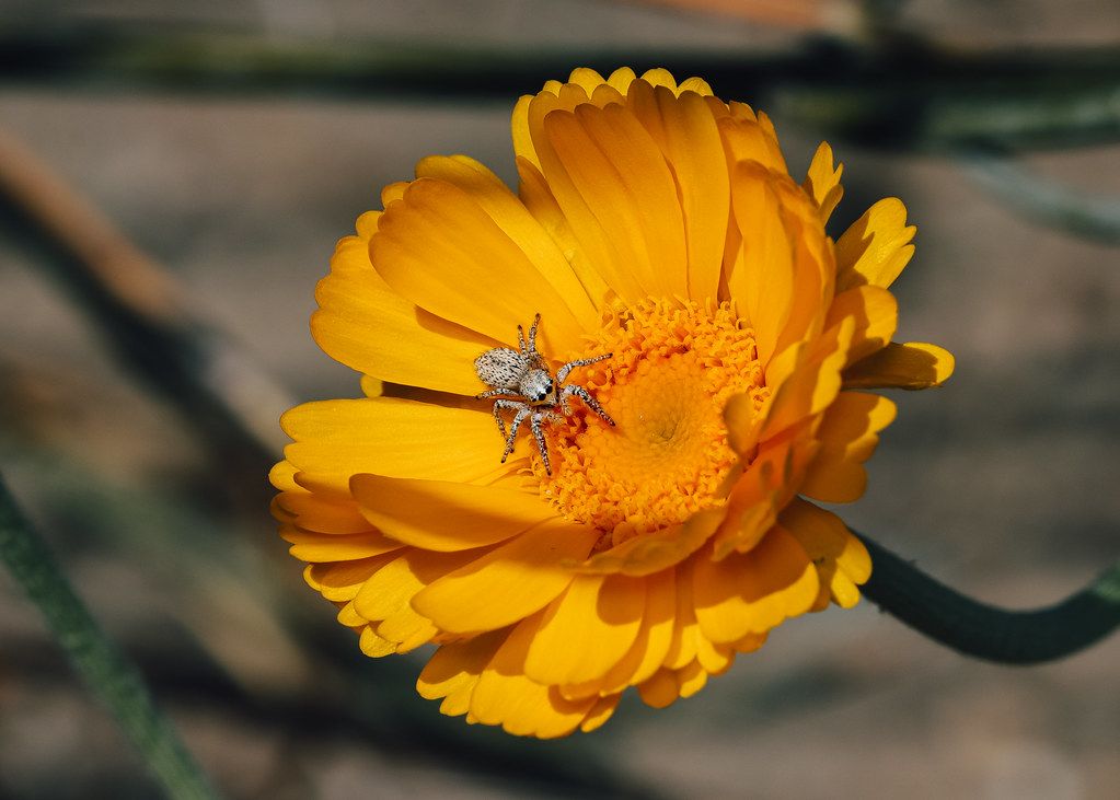 Spider Control service in East Providence, RI